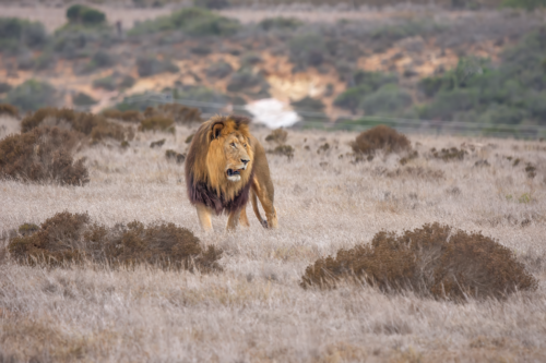 Male lion walking through dry grass in a wide savannah landscape.