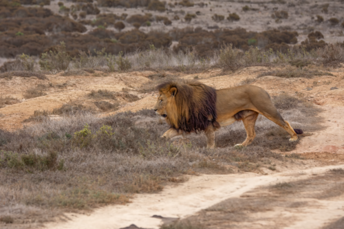 Adult male lion walking across a dry, brushy savanna with a full mane and a dusty path in the foreground