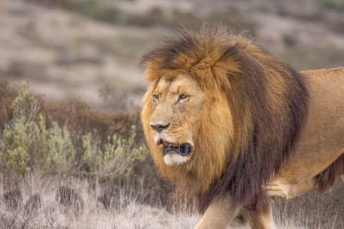 Adult male lion with a thick mane standing in dry grassland.