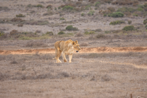 A lioness walking across dry grassland in a savanna landscape, low shrubs in the background