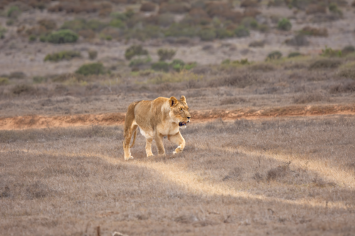 Female lioness walking across a dry savanna with brown grasses and sparse shrubs in the background.