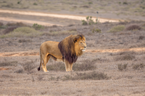 Adult male lion standing in dry grassland, full mane glowing in the sunlight, facing right.