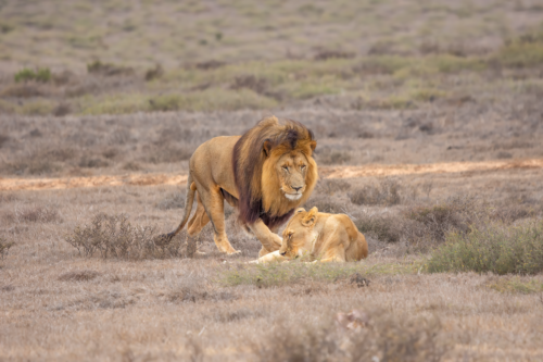 Adult male lion with a flowing mane standing over a resting lion on a dry savannah grassland.