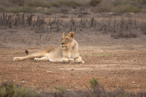 A lioness reclining on dry, open grassland with sparse shrubs in the background.