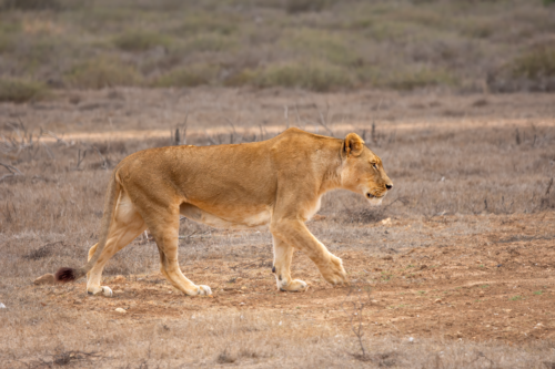 A lioness walking across a dry, grassy savanna landscape.