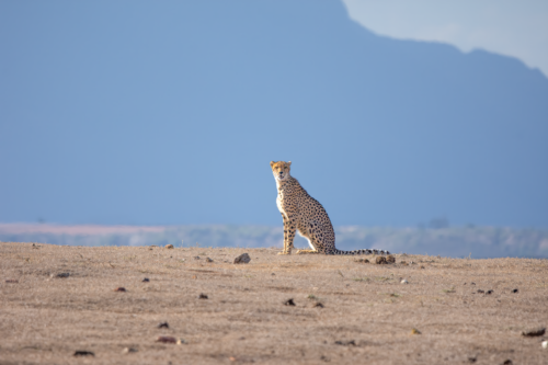 Cheetah standing on a dry plain with a clear blue sky and distant mountains in the background.