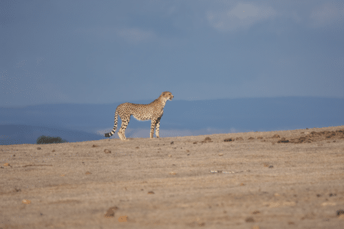 Cheetah walking across a dry savanna under a clear blue sky, in profile view left to right.