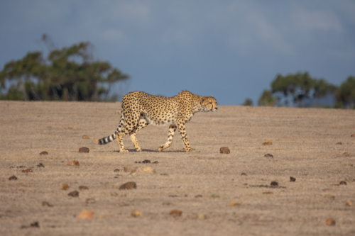 Cheetah trotting across a dry, sandy savannah with distant trees on the horizon.