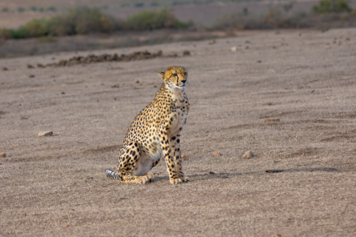 Cheetah sitting on dry savanna grass, gazing to the left with a pale, barren landscape behind it.