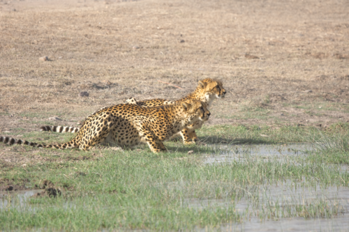 Two cheetahs walking together across a dry grassland near a shallow waterlogged patch.