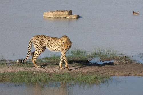 Cheetah walking along a muddy riverside with grasses, water, and a large rock in the background.