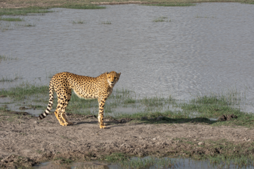 Cheetah standing on muddy bank beside a calm water body in a grassy savanna.