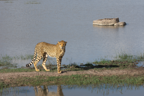 Cheetah walking along a grassy riverbank with a calm body of water and a rocky outcrop in the background, reflected in the water