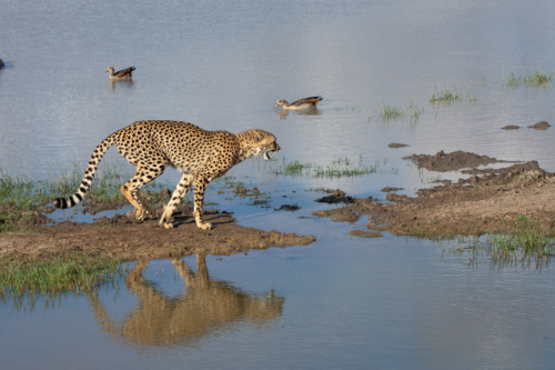 Cheetah walking along a muddy bank beside a calm body of water, with two ducks swimming in the distance to the left.
