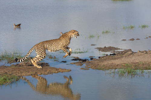 Cheetah sprinting along a muddy lakeshore with a small bird perched on its back, reflected in the water.