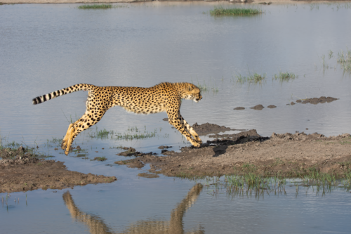Cheetah walking along a muddy shoreline beside a calm, reflective water surface with sparse grasses nearby, in a wetland.”],