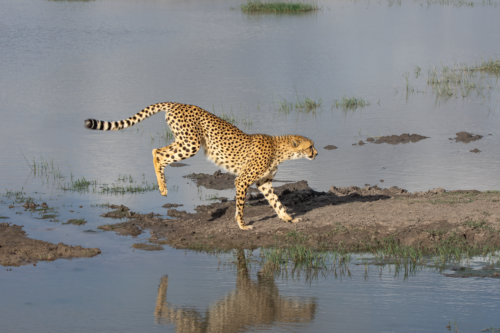 Cheetah walking along a muddy shoreline beside calm water, with its reflection visible in the waterace forward in a natural habitat.