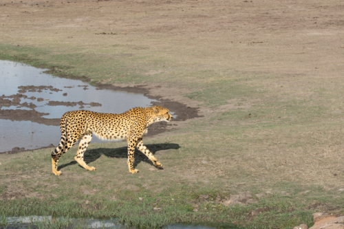 Cheetah walking along a muddy grassy bank beside a shallow waterhole on a dry savannah.