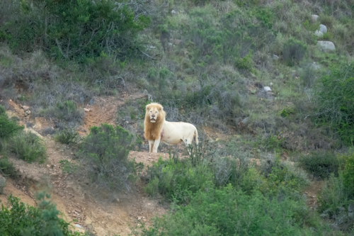 Male lion with mane standing on a rocky dirt trail amid scrubby hillside vegetation.