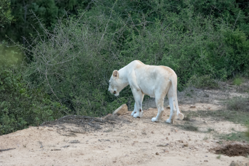 White lion walking along a dusty dirt path beside dense green shrubs and brush.