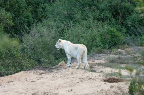 A white, light-colored big cat standing on a dirt path surrounded by dense shrubs and bushes.