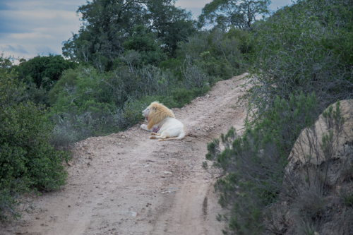 Adult male lion resting on a dirt trail surrounded by bushes and shrubs in a rocky, forested landscape.