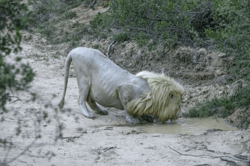 White lion bending down to drink from a muddy pool in a sandy, scrubby landscape.