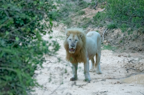 A white lion walking along a sandy dirt path with green bushes on both sides.