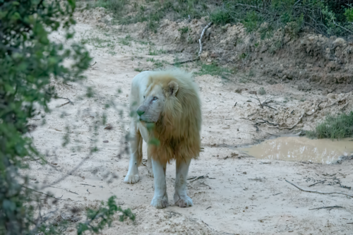White lion standing on sandy ground in a sparse, rocky outdoor area with green shrubs in the background.