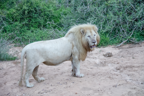 White lion standing on dirt with green bushes behind him, looking toward the camera.