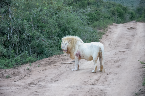 Adult male lion standing on a dusty dirt path beside dense green bushes, pale mane and a visible injury on its flank, looking toward the left.