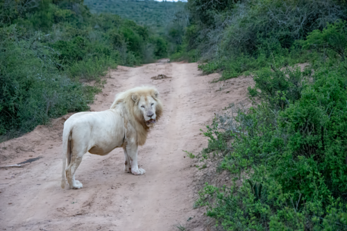 White male lion standing on a dusty dirt road, surrounded by dense green bushes in a savanna-like landscape.