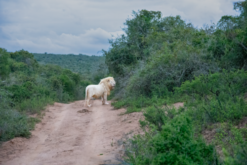 Adult white lion standing on a dusty dirt road flanked by dense shrubs in a savanna landscape.