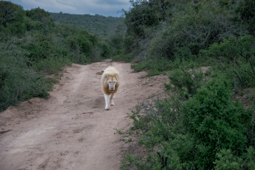 Adult lion walking down a dusty dirt path surrounded by green shrubs in a savanna-like landscape