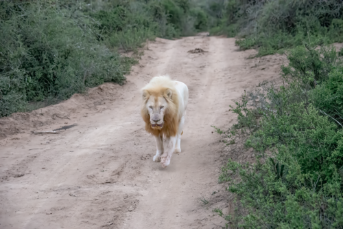 Male lion walking toward the camera on a dusty dirt trail lined with green bushes and shrubs.