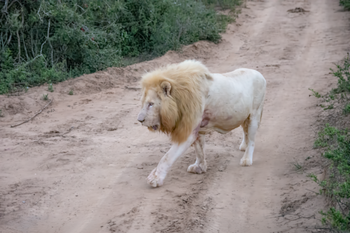 White lion walking along a dusty dirt path with green bushes on both sides of the trail