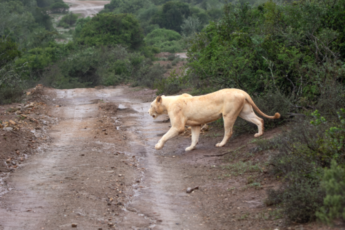Lioness walking along a muddy dirt road in a scrubby, green landscape.