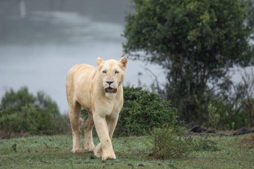 Lioness walking toward the camera across a grassy savanna with shrubs and a distant waterfall in the background