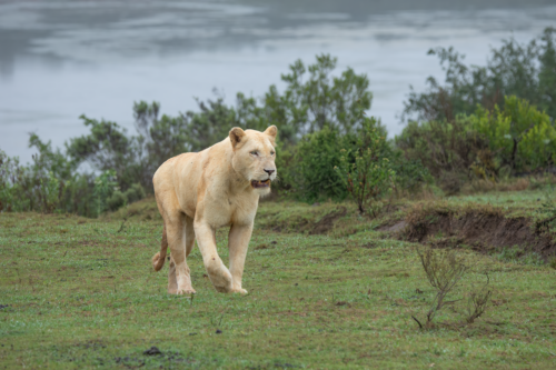 Lioness walking through green grass with bushes, a blurred water backdrop in the distance