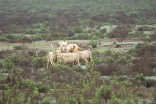 Two lions lying together in a grassy savanna with low shrubs nearby.