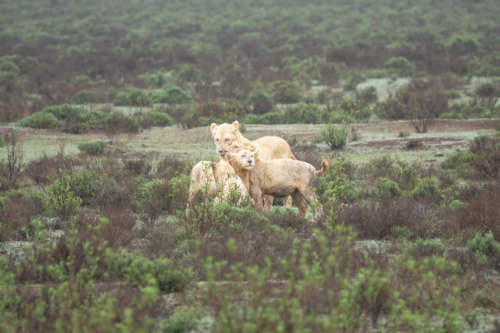 Three lions lie together in a grassy savannah, surrounded by low shrubs and scrubland, relaxed and attentive to their surroundings.