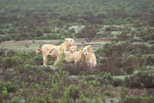 Three lions—two adults and a cub—standing together among scrubby vegetation in a grassy savannah.