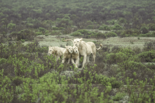 Four pale white lions walking together through a green, shrub-filled savanna.