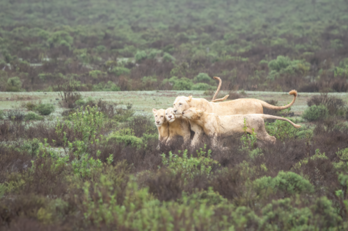 A group of three lions walking together through a grassy savannah with shrubs in the foreground