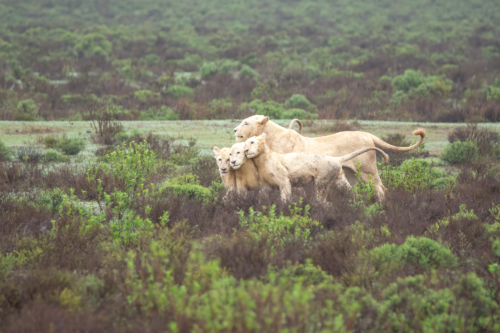Three lions walk together across a grassy savanna with shrubs, heads held high in a close group.