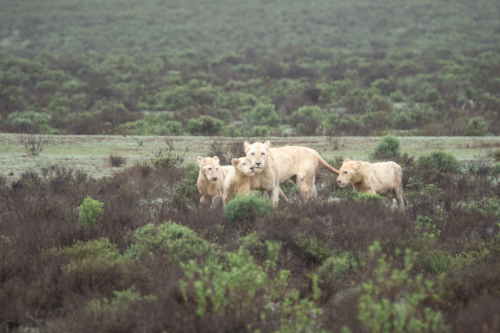 A small group of light-colored lions walking together through low shrubs on a grassy savannah, with rolling hills in the background.