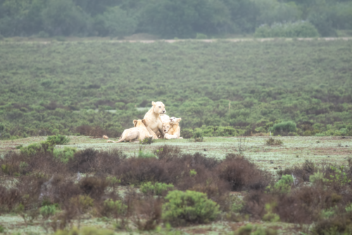 A pride of lions resting on a grassy savanna with low shrubs and a distant tree line in the background.