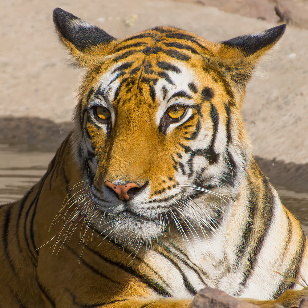 Close-up of a Bengal tiger's face resting by water, amber eyes looking ahead.