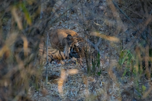 Tiger resting in a dense patch of dry grass and brush, camouflaged among the vegetation.