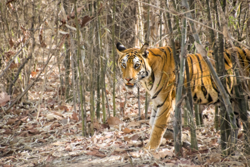 Tiger walking through a dense bamboo thicket with dry leaves on the ground, eyes forward.